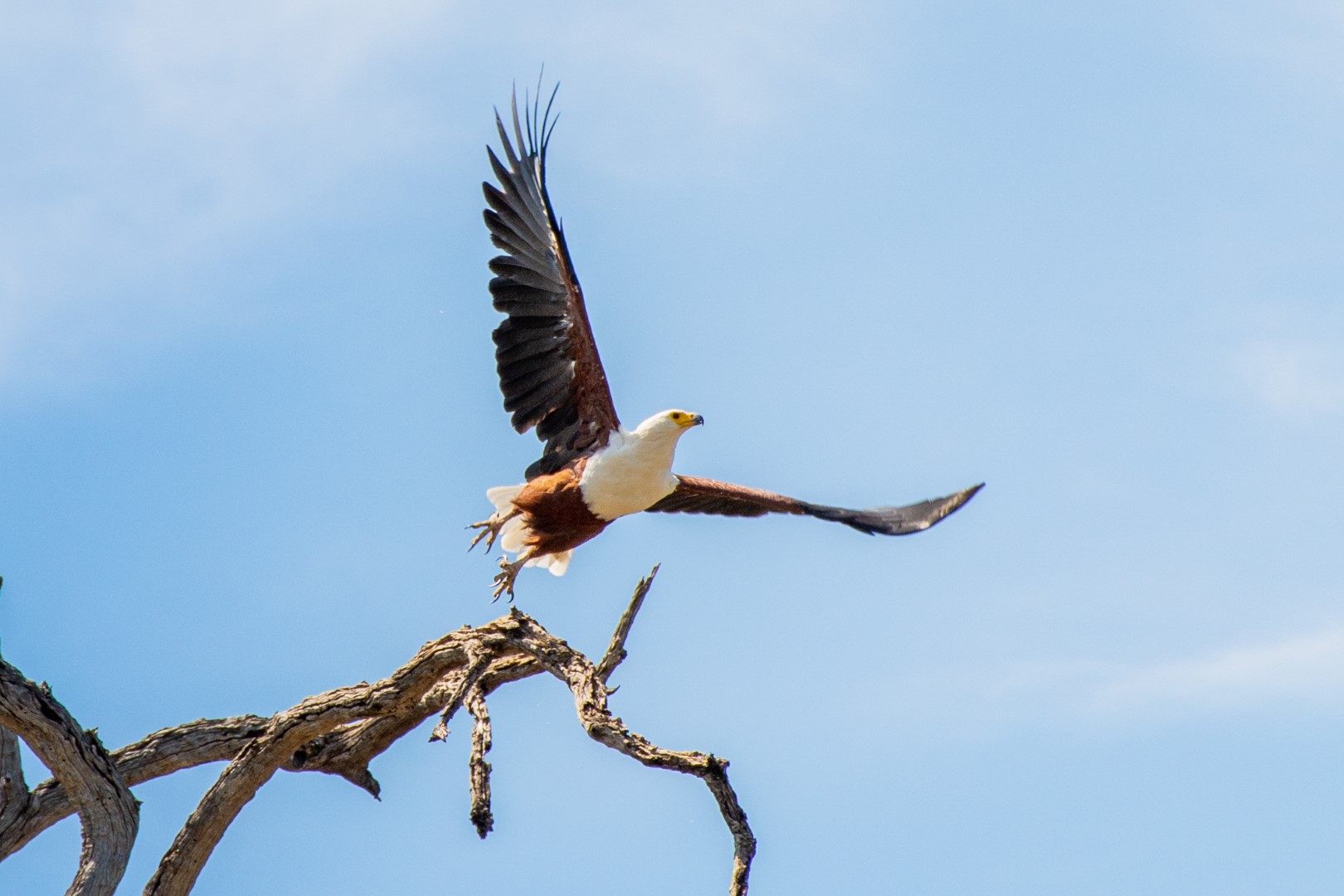 Chobe Safari Lodge - Image 15